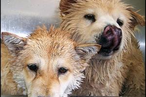 The Pet Wash