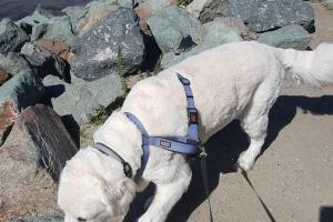 BeLoved Pet Sitting
