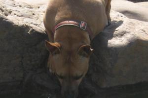 PetSafe Village Dog Park