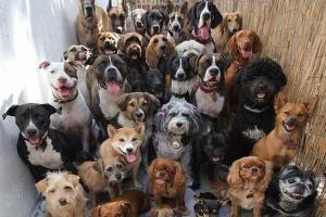 Hilltop Kennels