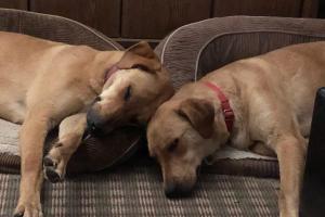 Paws Ranch Rescue & Animal Sanctuary