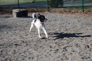 Lincoln Park Dog Run
