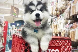 PETCO Dublin