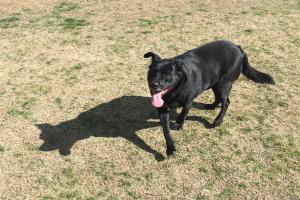 Toad Hollow Dog Park