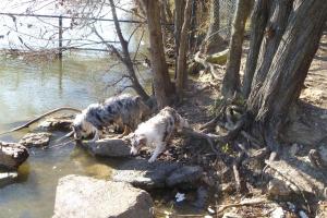 White Rock Lake Dog Park