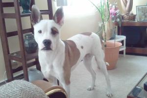 Five Paws of Delaware County