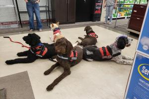 All 4 Paws Training LLC