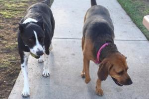 Bellis Dog Park