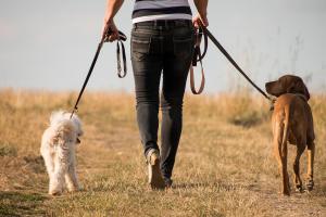 Fetch Pet Care of Wheaton