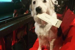 K9 Cinemas