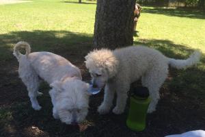 Bicentennial Dog Park 