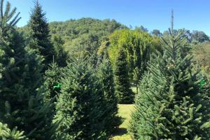 Boyd Mountain Christmas Tree Farm