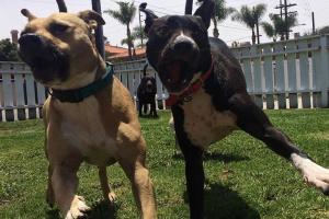 HB dog walk