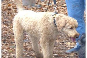 Woodstock Dog Park