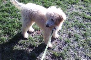 Dupage Dog Walking Services