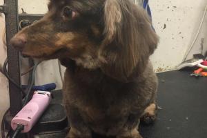 Debbie's Dog Grooming 