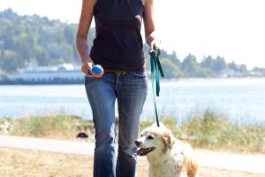 Blue Dingo Pet Care