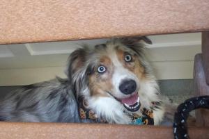 Disney Kennel Club