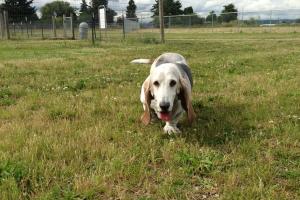 Sacajawea Park Off Leash Dog Area