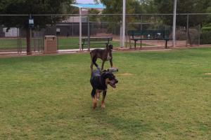 Acacia Park Dog Park