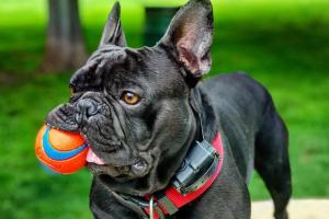 Baldwin Dog Park
