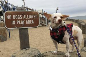South County Dog Walking