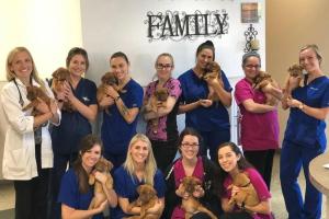 Family VetCare (Chandler)