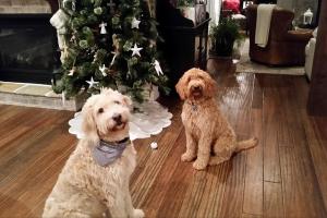 Cherie's Pet Sitting - My Concierge of Greer
