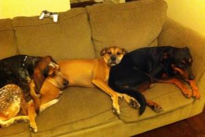 Walk N' Wag Dog Walking & Pet Sitting Services