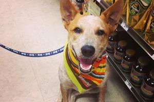 Unleashed by Petco
