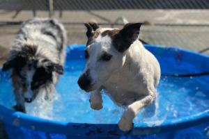 Healthy Hound
