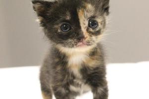Greenville County Animal Care