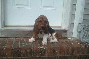 Kellye's Kritters, LLC