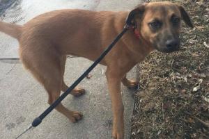 Smiley Dog Pet Services