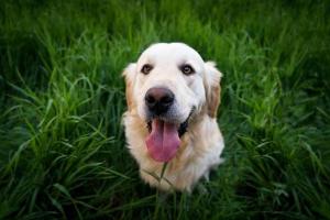 Phoenix Veterinary Referral & Emergency Center