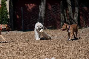 Dedham Dog Park