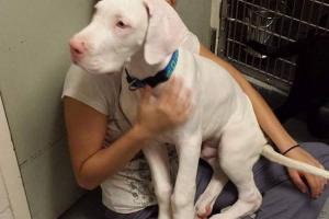 Veterinary Hospital of Oak Ridge