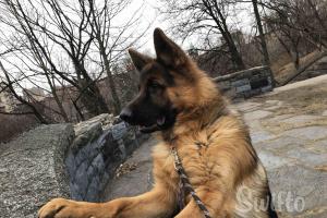 Swifto Dog Walking
