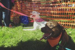 Hawthorne Dog Park
