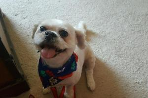 Northlake Veterinary Hospital