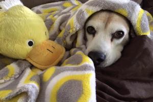 Chiro4Critters - Animal Chiropractic Services