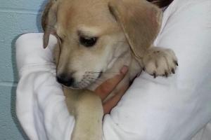 Pets Alive Westchester