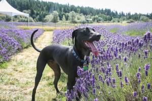 Pelindaba Lavender Farm