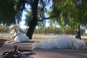 Sepulveda Basin Off-Leash Dog Park