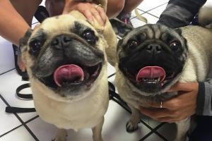 BIG BEND ANIMAL HOSPITAL