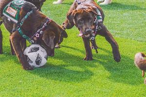 Fetch Park
