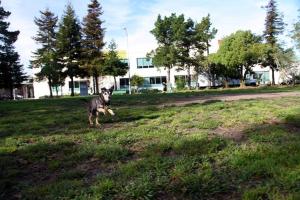 Esprit Dog Park