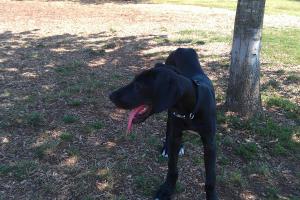 Donaldson Park Dog Park