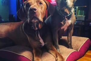The Dog Bar