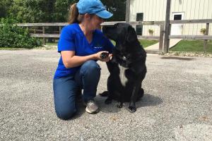 Green Dog Training